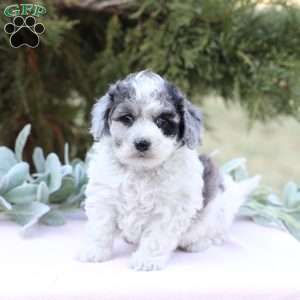 Jessa, Bich-Poo Puppy